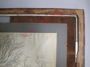 Detail of the Lathrop family tree frame