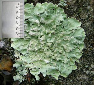 fulton-lichen